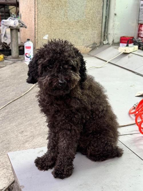 台铃电动车价格一览表／台铃二轮电动车价格及图片